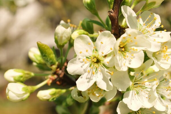 Flor de cerezo de primavera en el Jardín