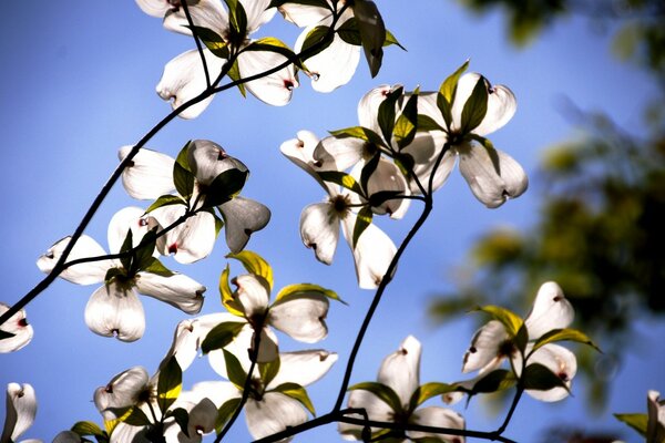 Hermosas flores blancas como mariposas