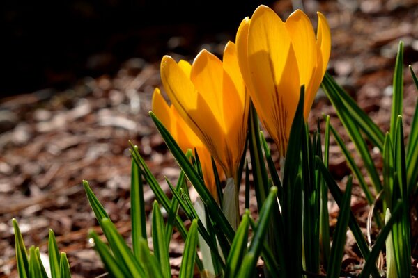 I primi fiori primaverili nella foresta