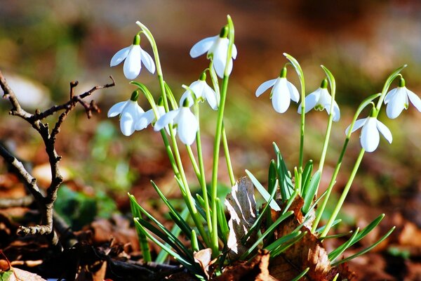 Frühlings-Primel, Flora in der Natur