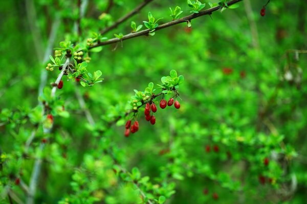 Bayas rojas en el bosque verde