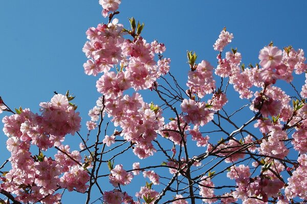 Zweige eines Baumes mit rosa Blüten