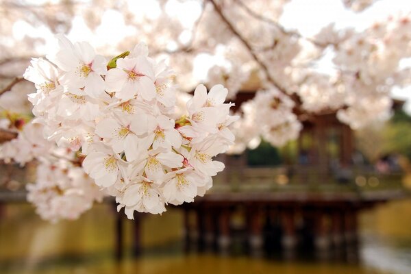 Grandes inflorescences de cerisier sur un arbre