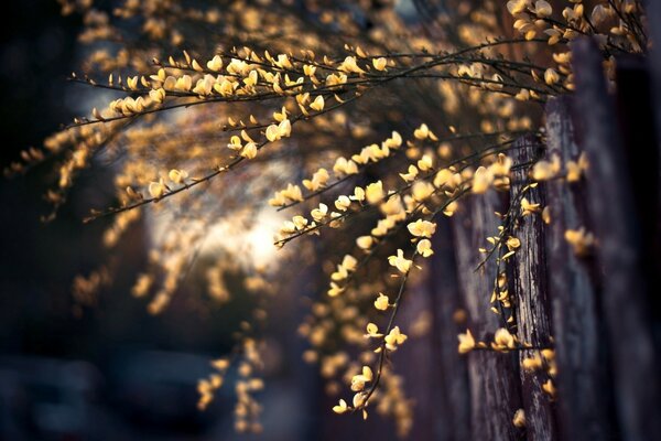 Petites fleurs jaunes poussent sur les branches