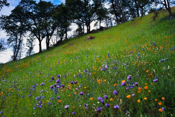 Pradera de primavera con flores silvestres