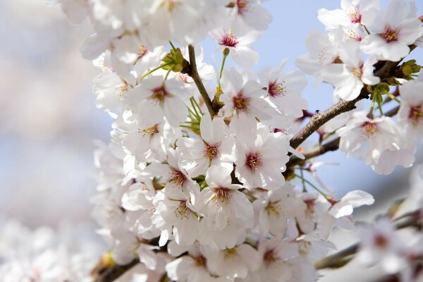 Spring cherry is a beautiful tree