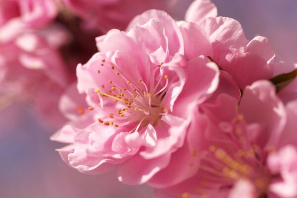 Il fiore sboccia i fiori crescono