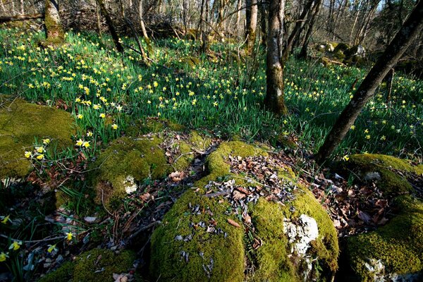 Frühling, Primeln unter Waldmoos