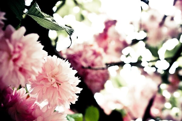 Delicate pink flowers in spring