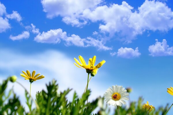 Fiori su uno sfondo di cielo con nuvole