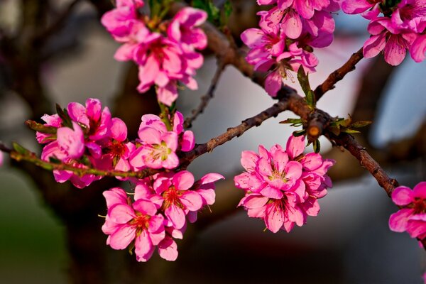 Bright pink flowers on a branch