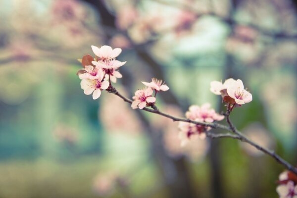 Spring cherry, blooming nature