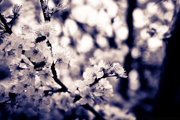 Baum mit Blumen auf verschwommenem Hintergrund