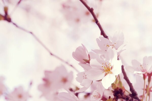 Pembe sakura çiçeklerinin hassasiyeti