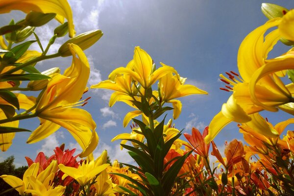 Gelbe Blume am grünen Stiel