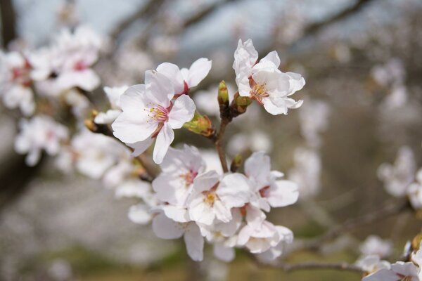 The first flowers of spring cherry