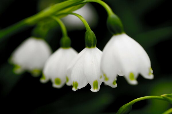 White bells in the morning in the garden