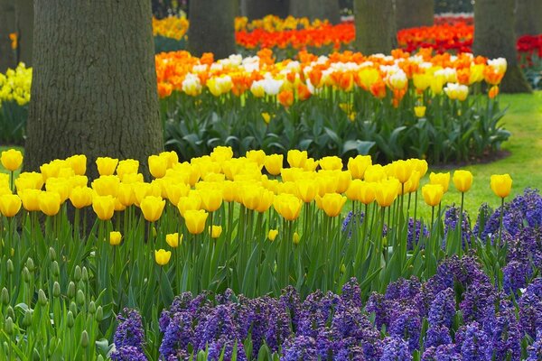 Beaucoup de belles tulipes poussent dans le jardin