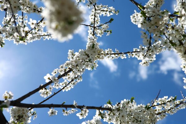 Blühende weiße Zweige von Frühlingsbäumen