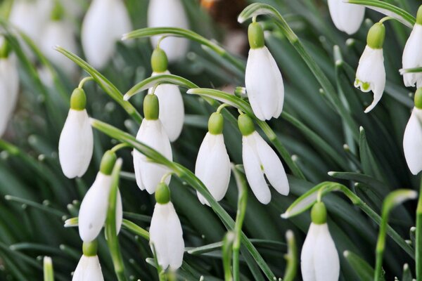 Snowdrops in spring, flora in nature