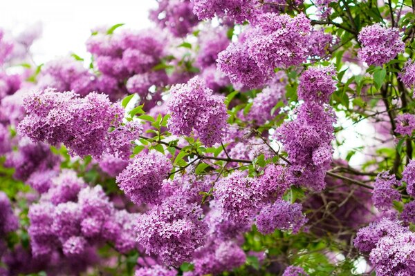 Jardim de flores de primavera com lilás perfumado