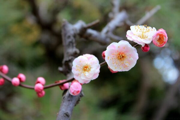 Hermosas flores de primavera rosa