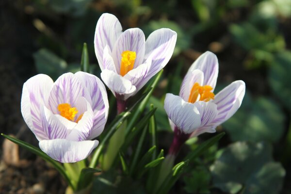 The first spring flowers, crocus in nature