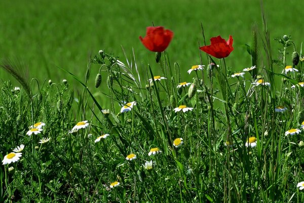 Fiori sull erba con margherite