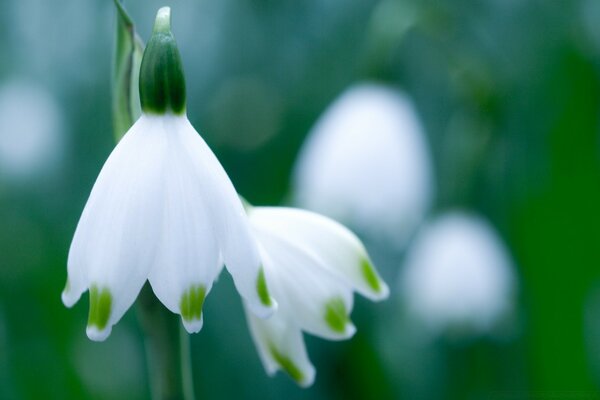 Schöne weiße Blume in der Nähe