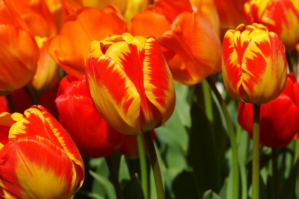 Viele helle rote Tulpen