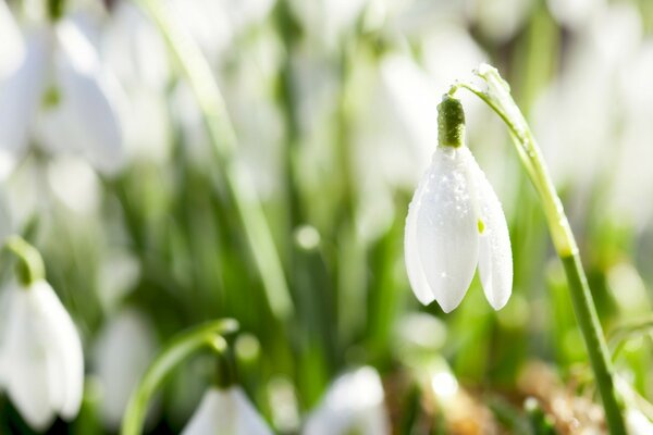 Première fleur après l hiver