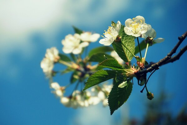 The apple tree blooms with white inflorescences