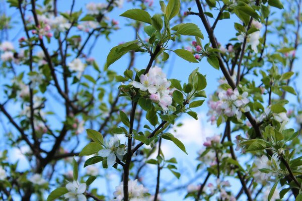 Blühende Pflanzen in unserem Garten