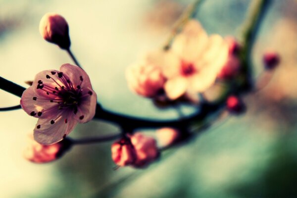 Delicate pink flower on a branch