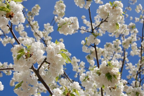 Qué hermosa florece la cereza