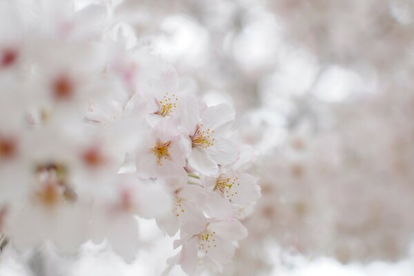 Fiori di ciliegio bianchi come la neve in primavera