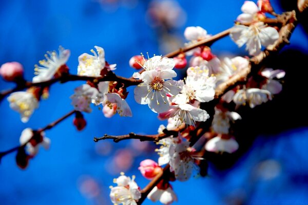 Floraison délicate du pommier au printemps