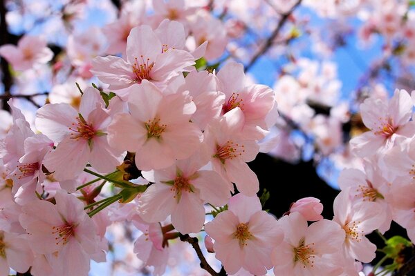 Spring composition cherry blossoms