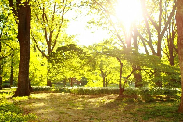 Matin de printemps ensoleillé dans le parc