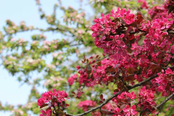 Lindas flores cor-de-rosa em um galho