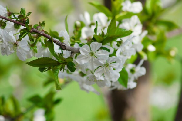 Floraison des arbres fruitiers au printemps