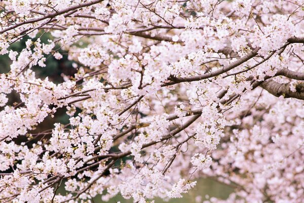 粉红色花朵特写的树