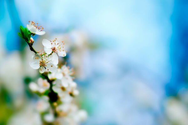 Wild cherry cherry honey