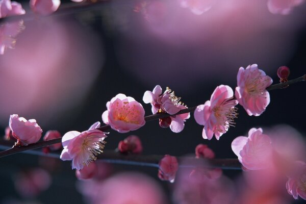 Sakura çiçekleri ilkbaharda çiçek açtı