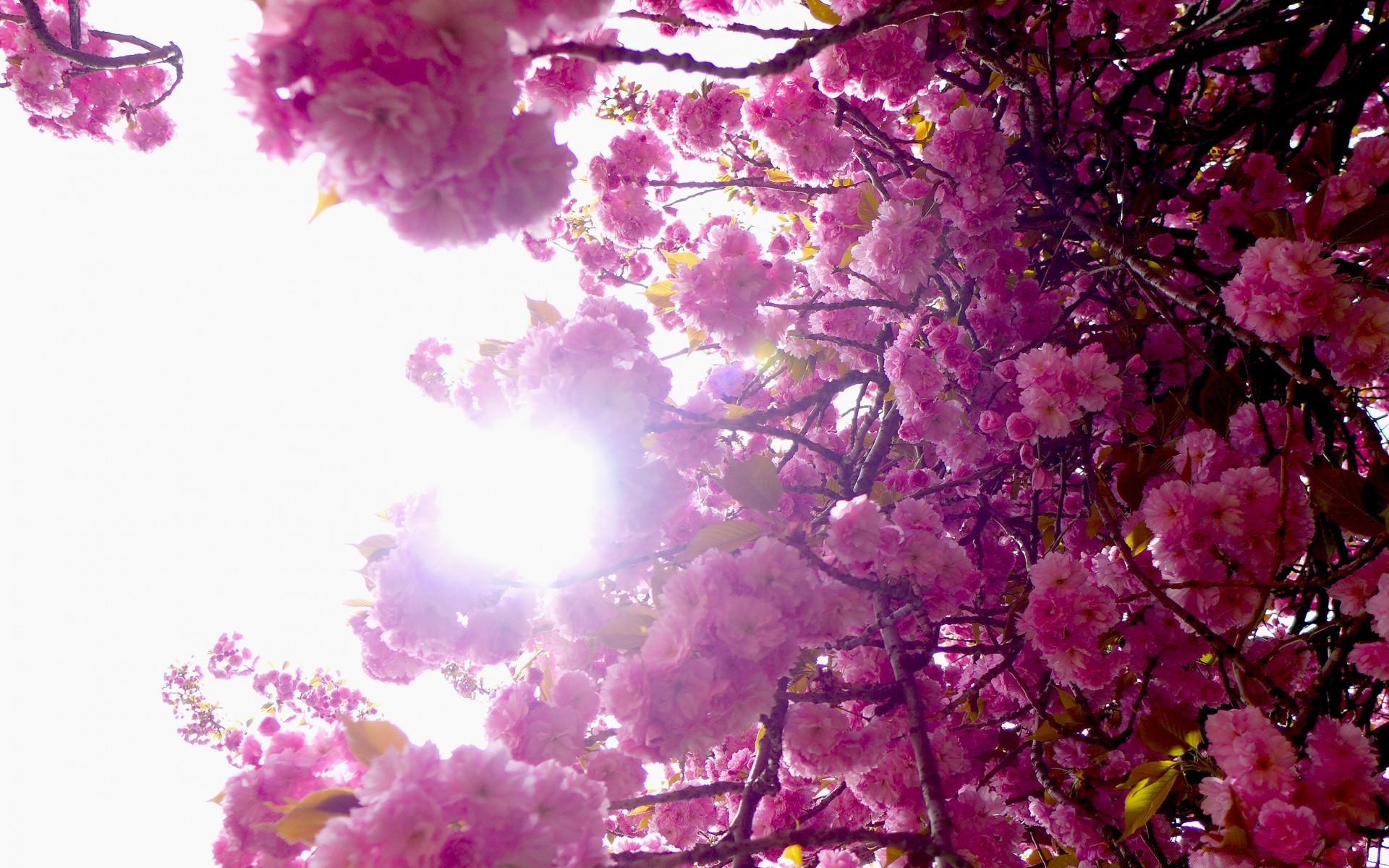 bahar çiçek renk doğa flora sezon şube parlak kiraz çiçek masaüstü ağaç güzel yaprak petal çiçeklenme dekorasyon bahçe yaz