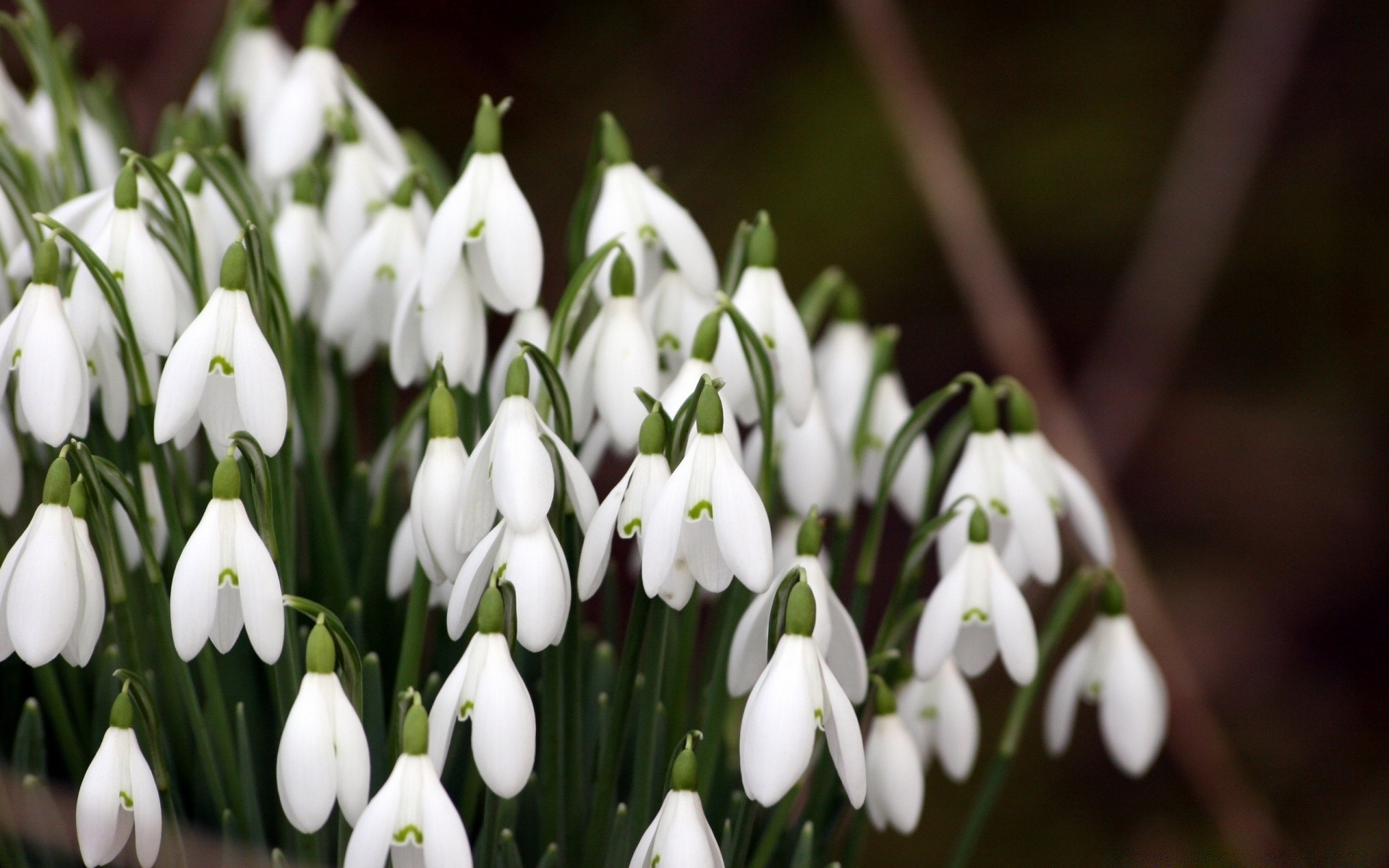 spring nature flower leaf flora garden floral outdoors season petal blooming park easter growth bud