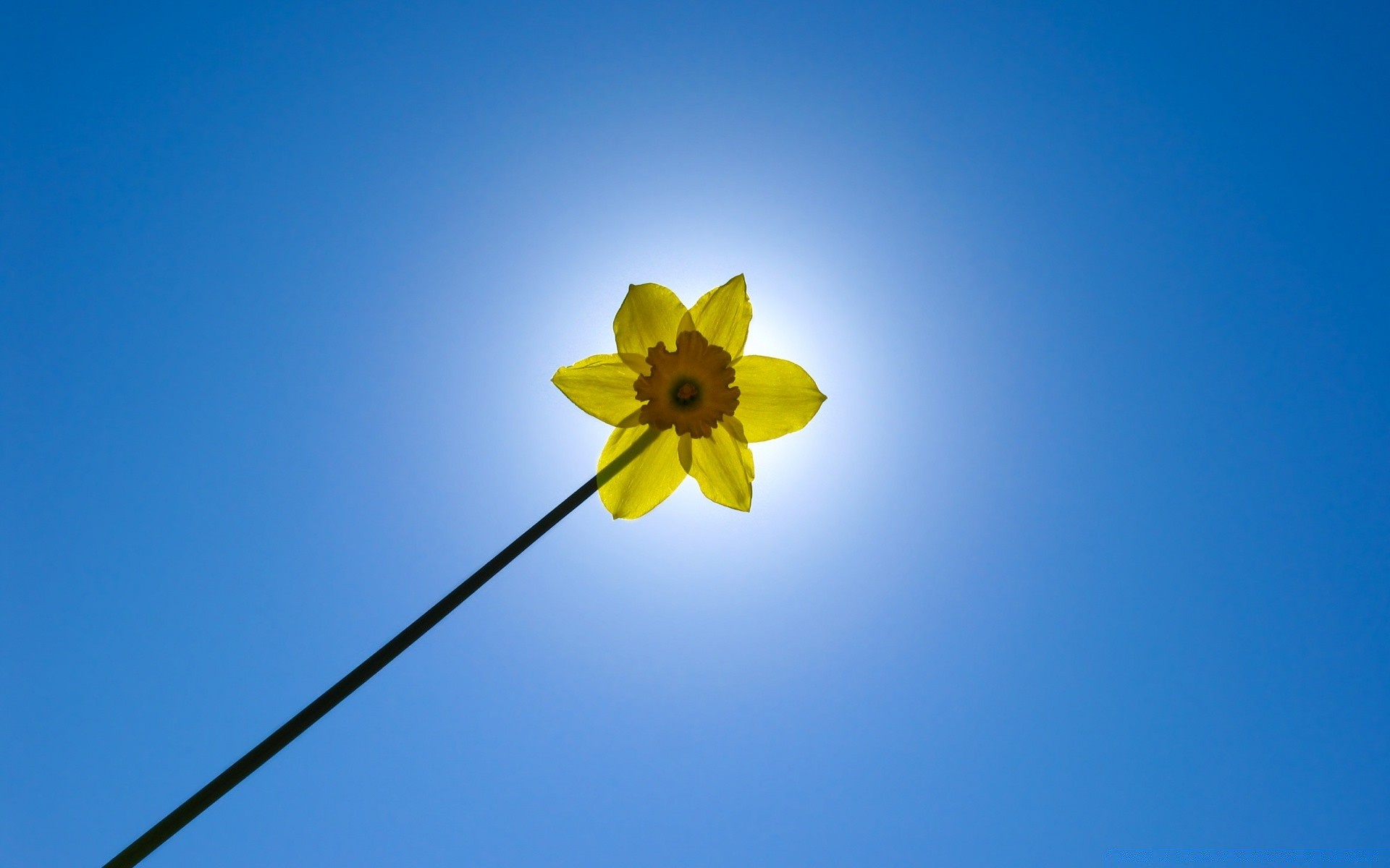 spring nature sky summer flower color bright desktop blur