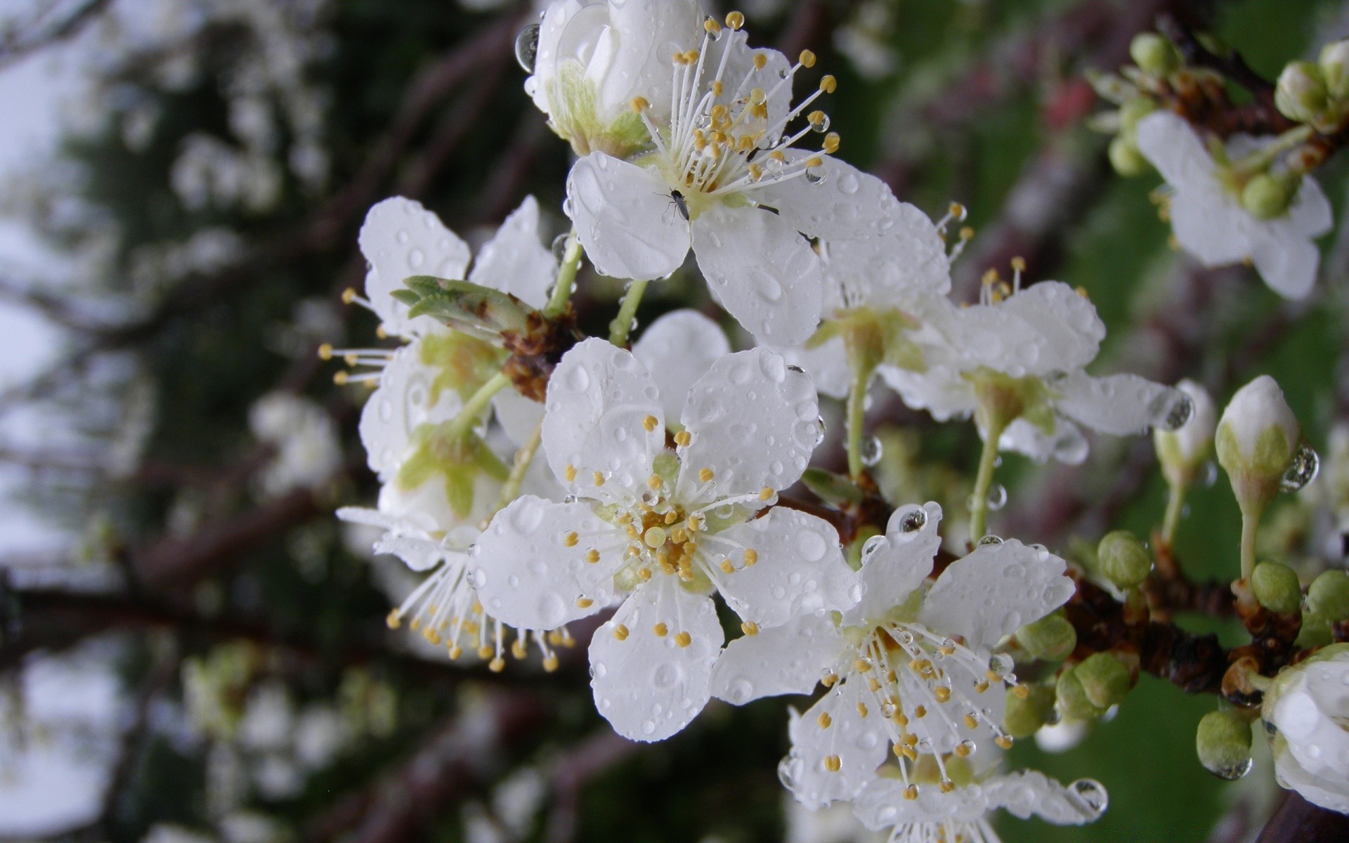 frühling blume kirsche baum natur zweig apfel flora blatt kumpel blühen garten im freien blütenblatt wachstum pflaumen saison blumen farbe