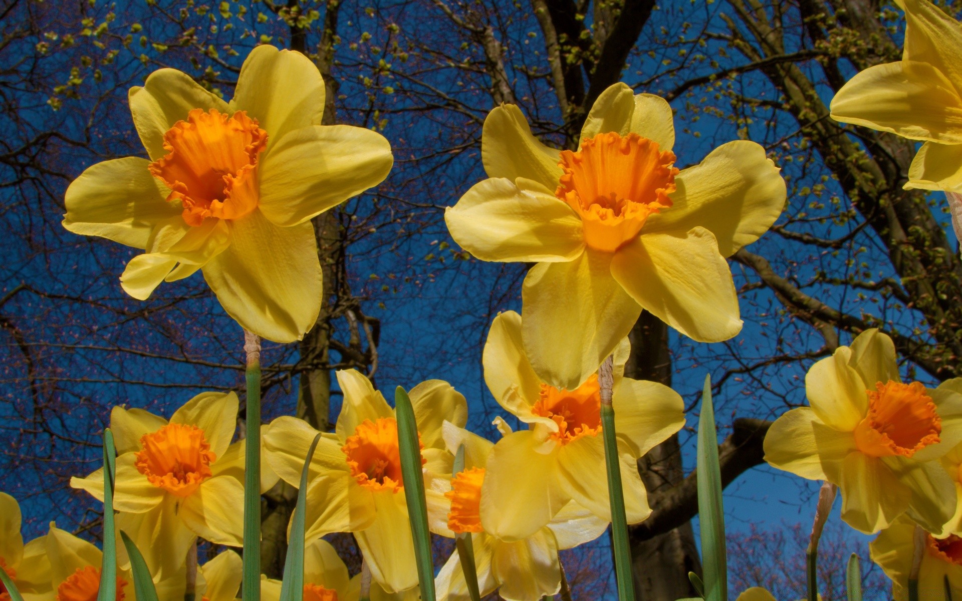 frühling natur blume flora jahreszeit blatt narzisse ostern narzisse hell farbe garten park filiale wachstum im freien blühen schön blumen frühling