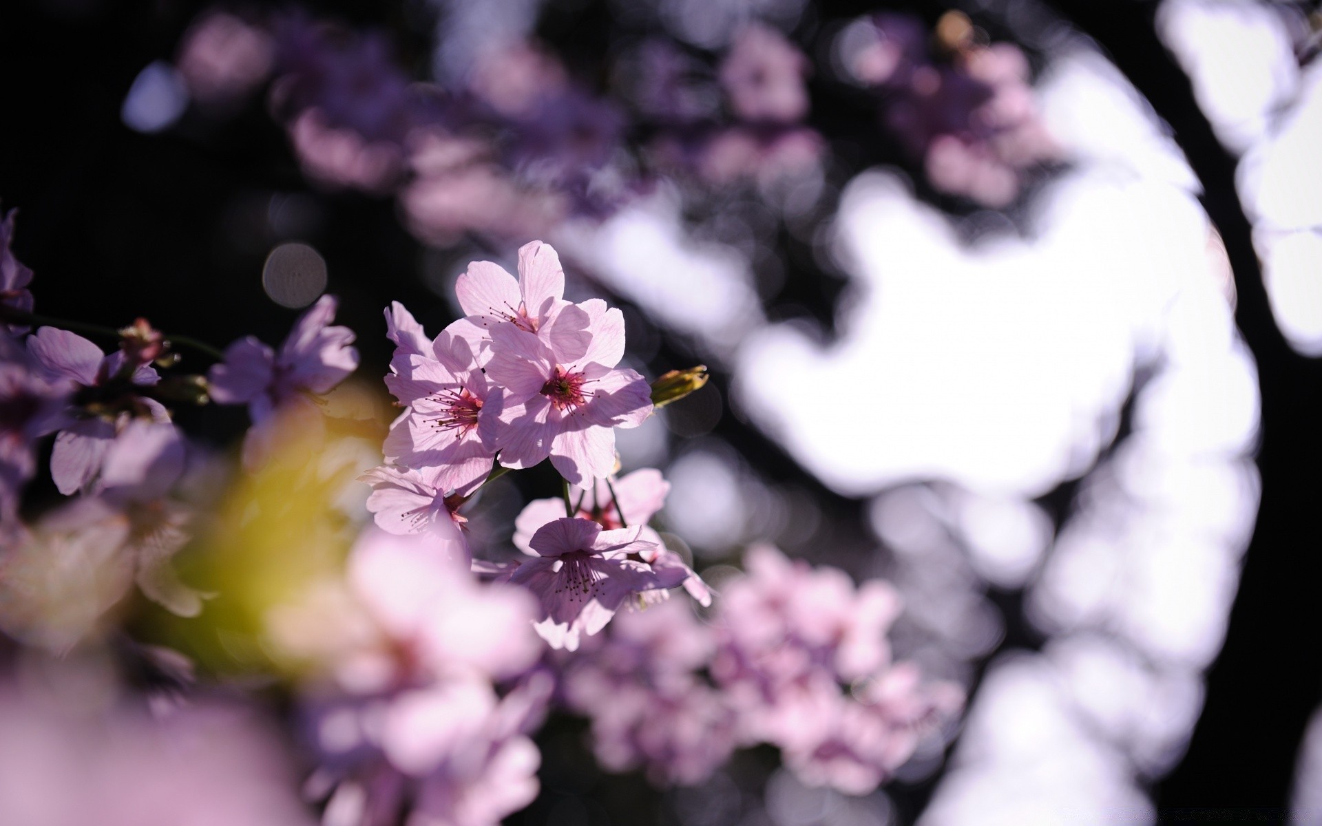 spring flower nature flora leaf petal garden blooming floral color beautiful growth summer blur tree branch